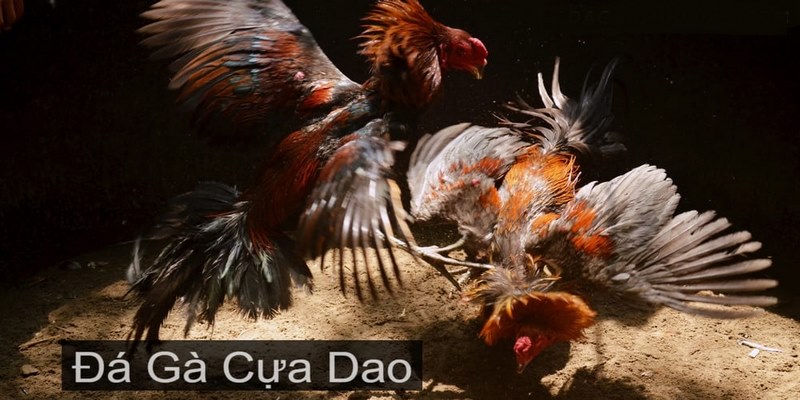 Thế nào là đá gà cựa dao?