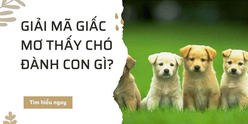 8day gợi ý mơ thấy chó đánh con gì chính xác nhất